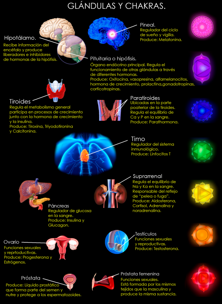 chakras y glándulas endocrinas
